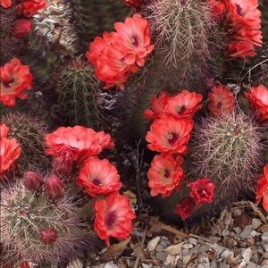 Meet your Posher, Deanna